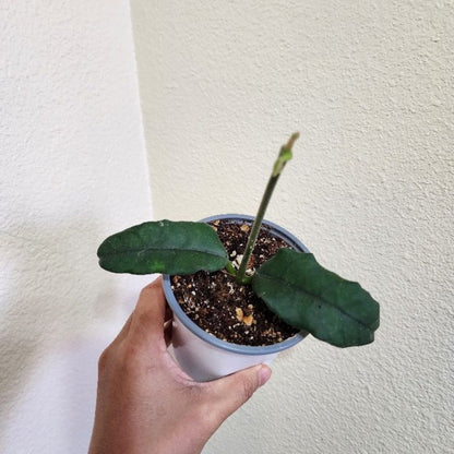 Hoya Globulosa - 4''