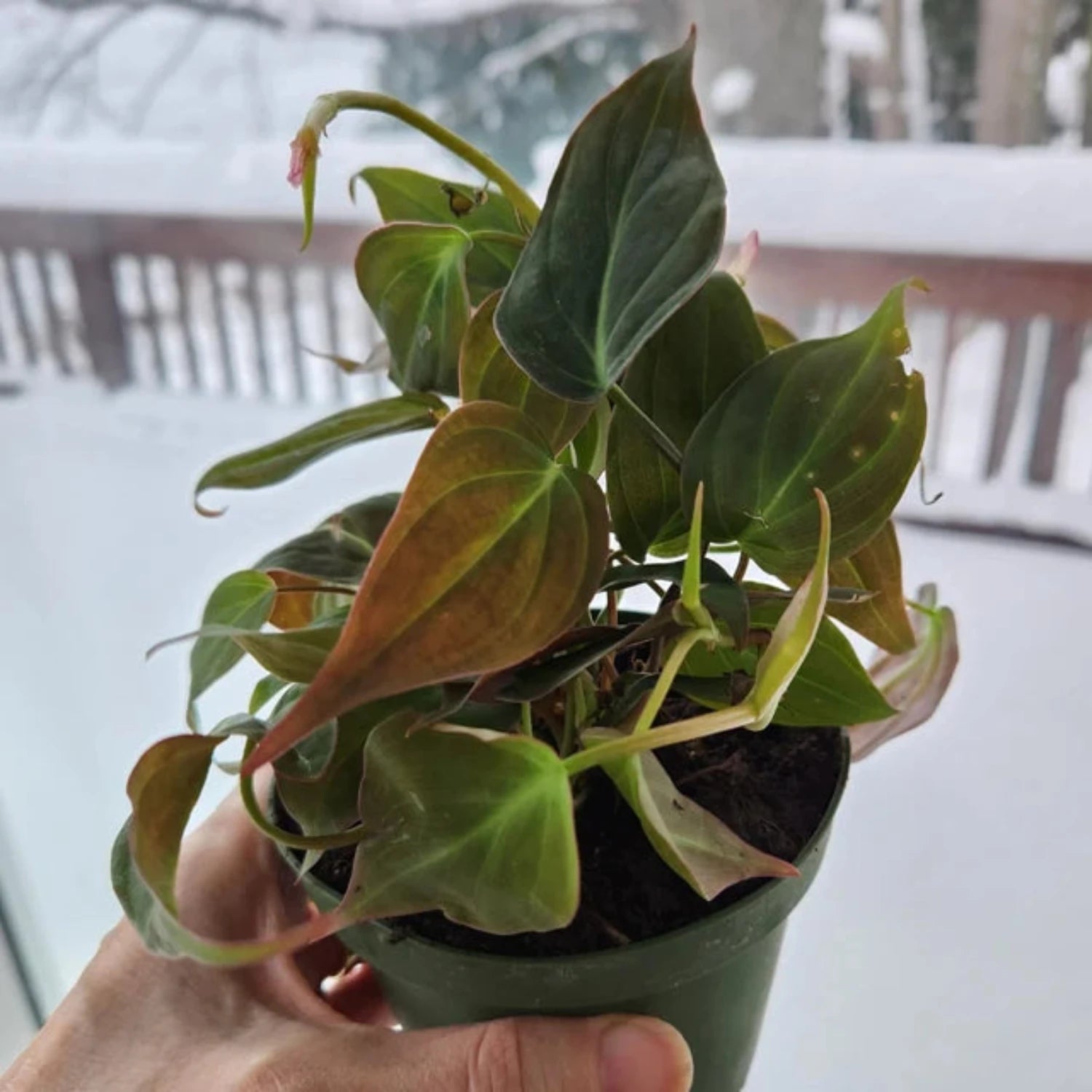 Philodendron Micans - 4"