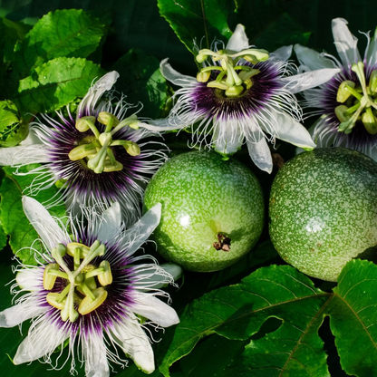 Giant Granadilla Passion Flower - Edible Passion Fruit