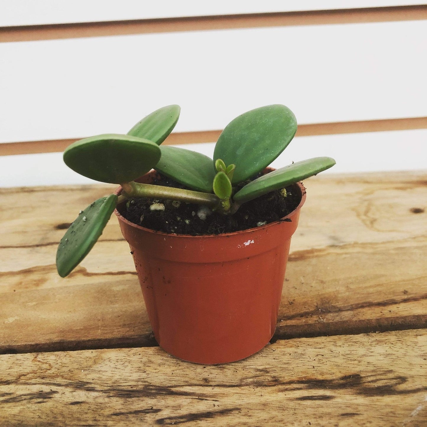 Peperomia Hope - 2''