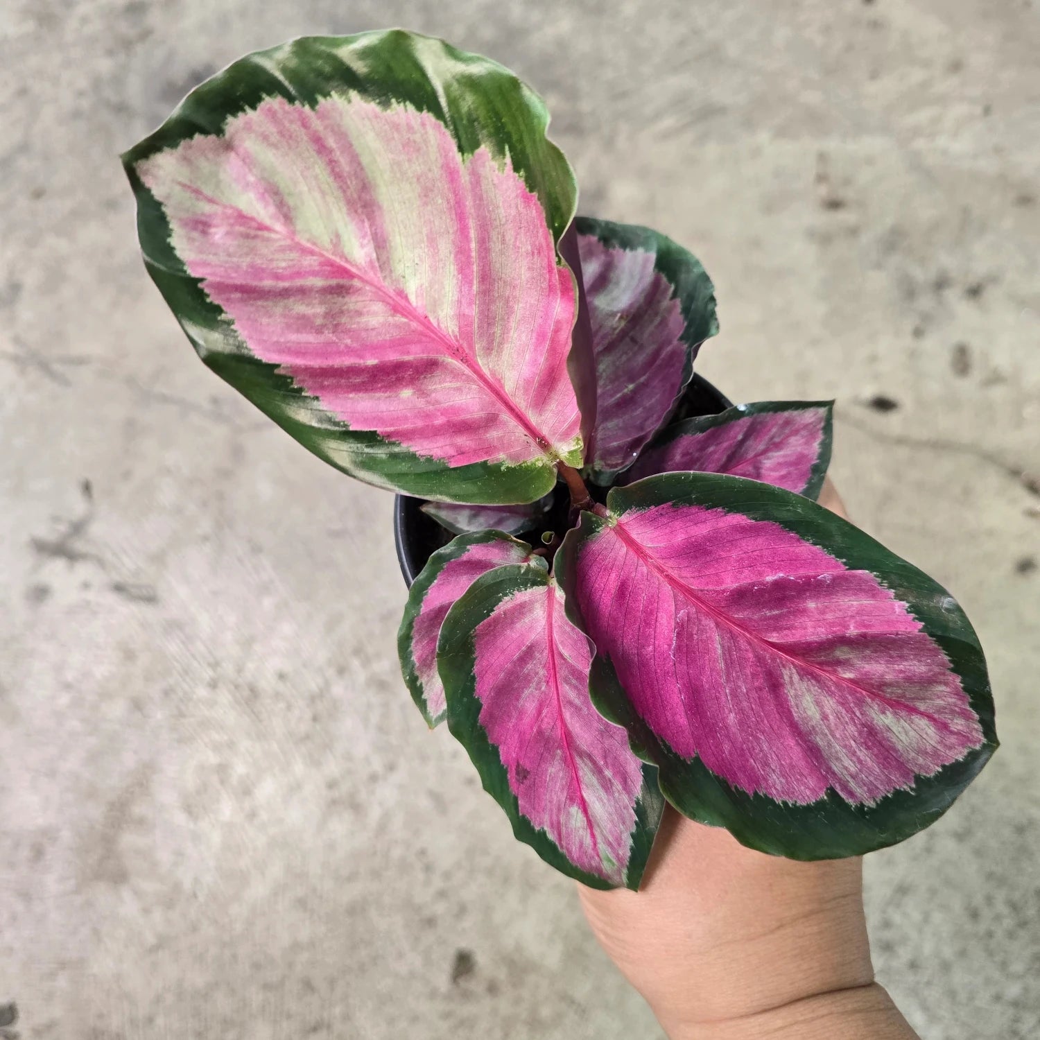 Calathea Roseopicta - 4"