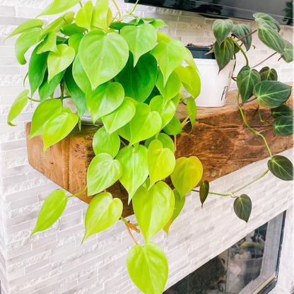 Philodendron Neon Cordatum - 6"