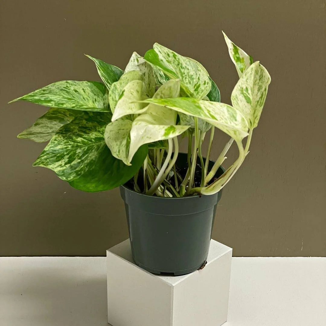 Snow Queen Pothos - 4''