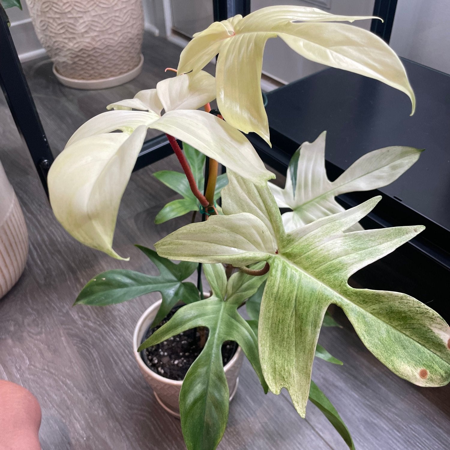 Philodendron Florida Ghost- 6"