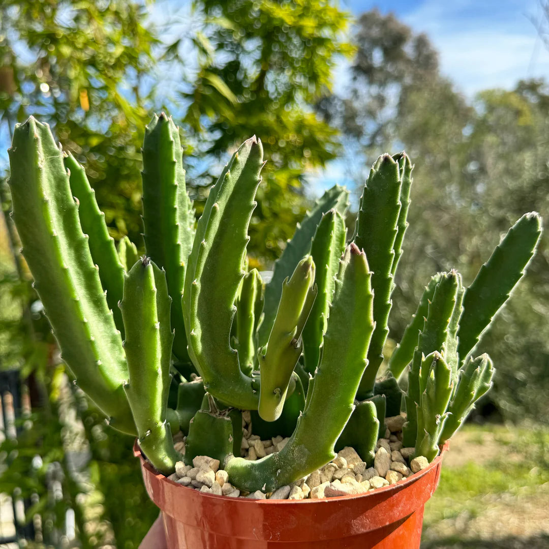 Stapelia gigantea Starfish Cactus - 6''