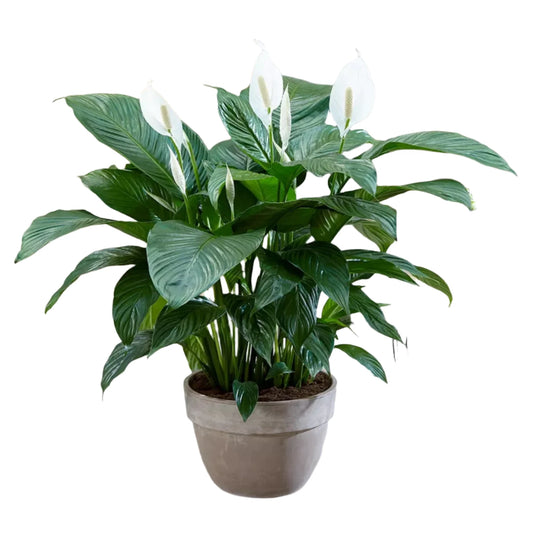 Peace Lily Spathiphyllum - 4''