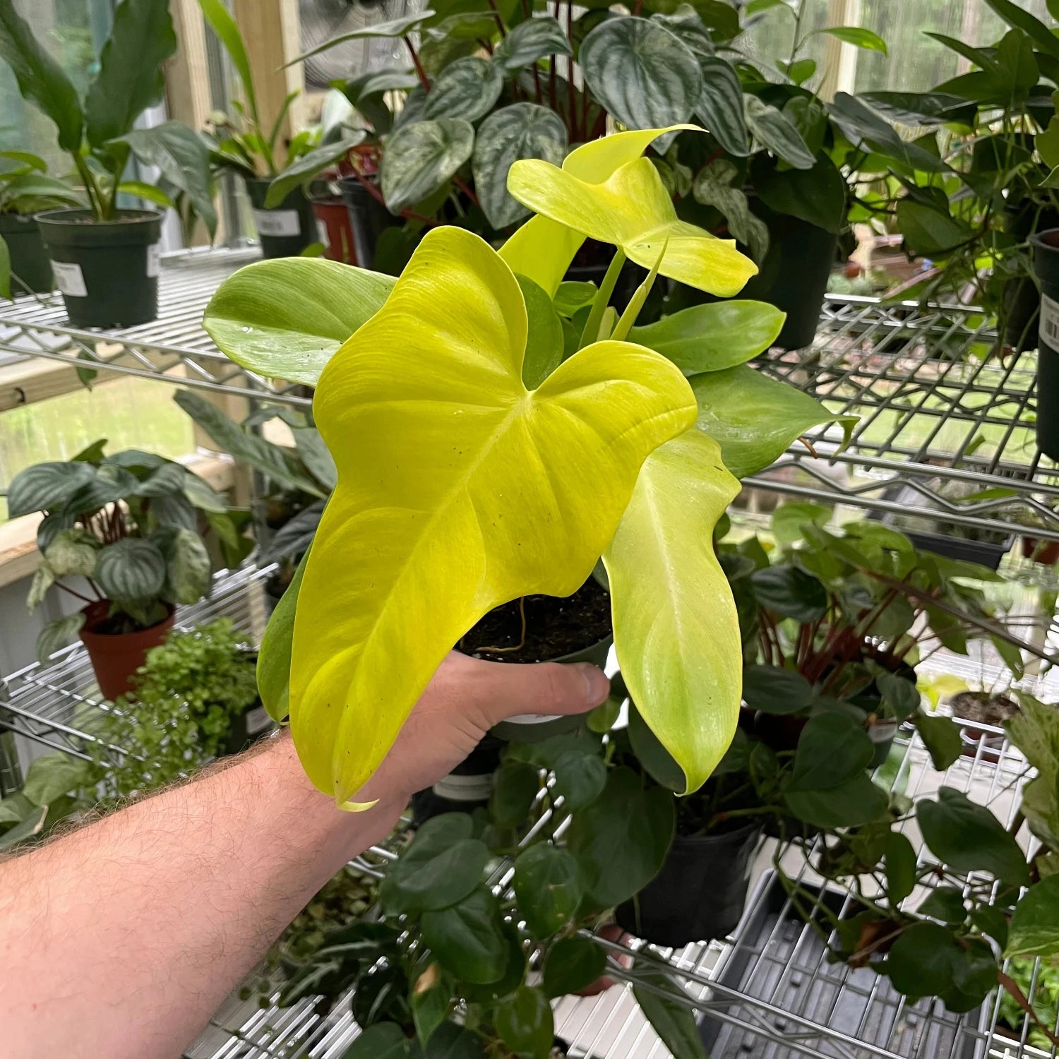 Philodendron Bipennifolium Aurea - 4"