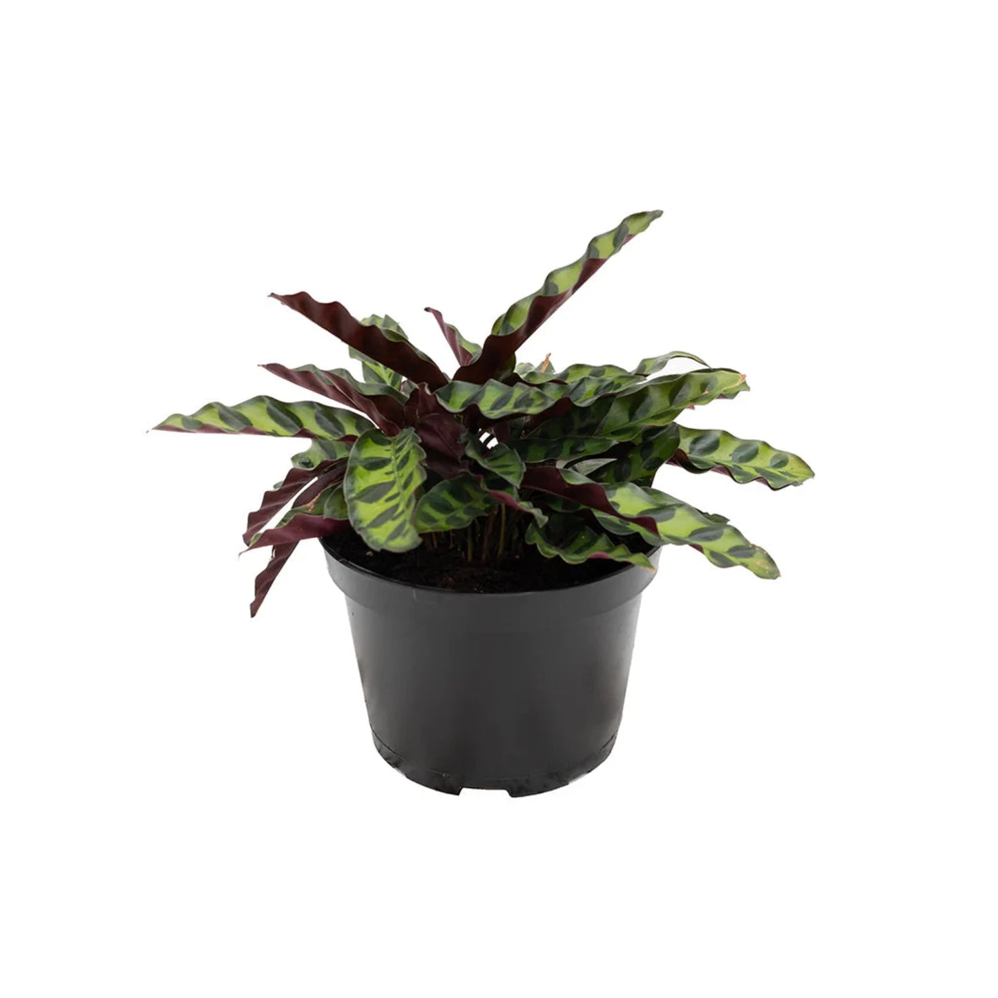 Calathea Rattlesnake Lancifolia - 6''