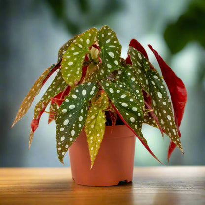 Begonia Maculata - 2''