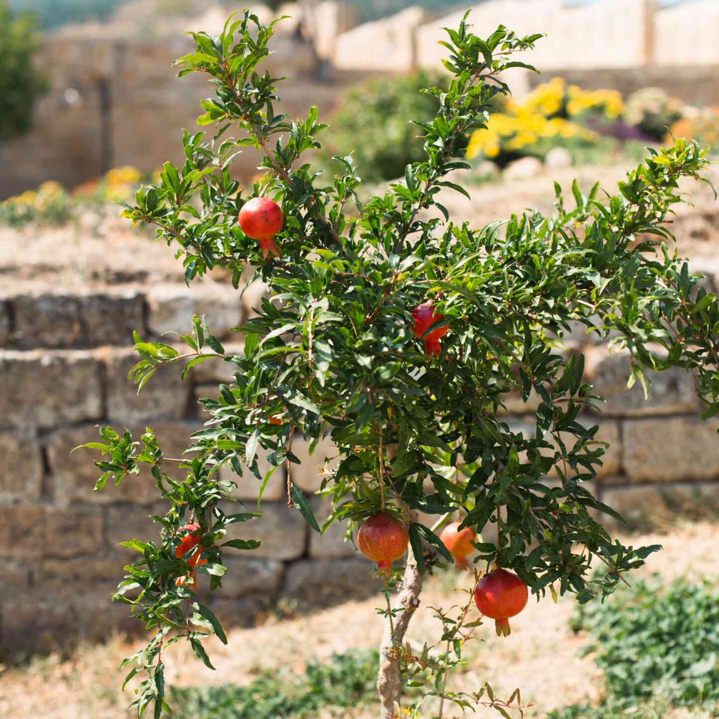 Pomegranate Tree - 2 Fruit Trees Live Plant - Easy Plant