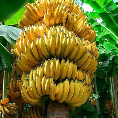 Grand Nain 1 Banana Tree - LOWEST PRICE Live Tree