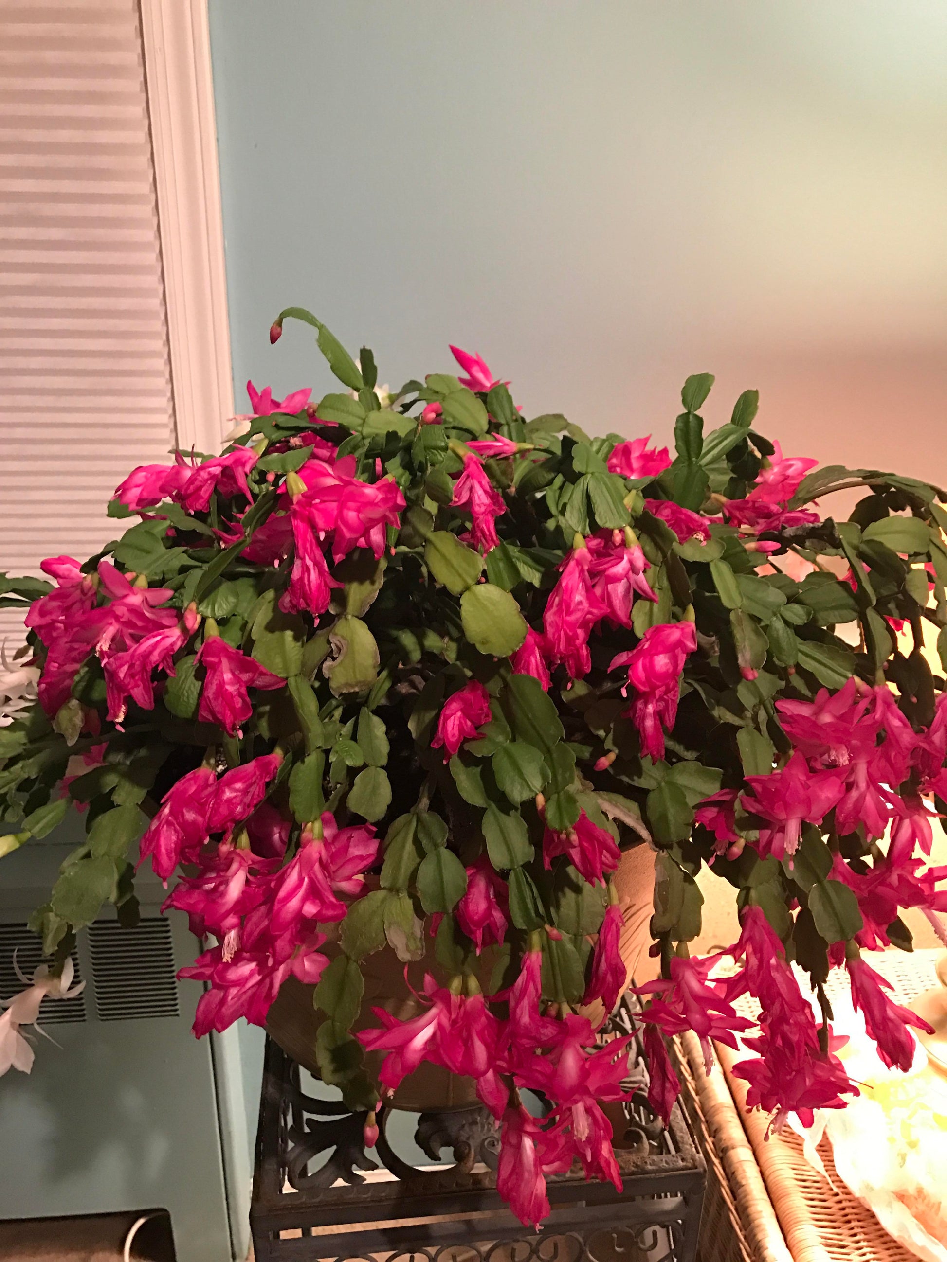 Zygocactus Rose Light Pink Christmas Cactus - 4''