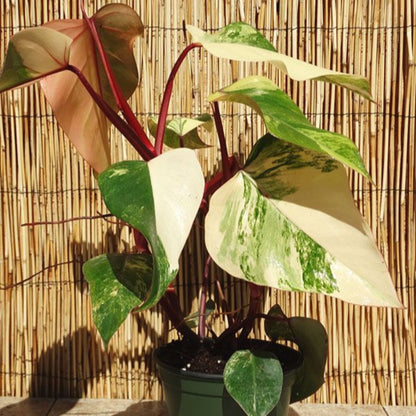 Philodendron Emerald Red - 4''