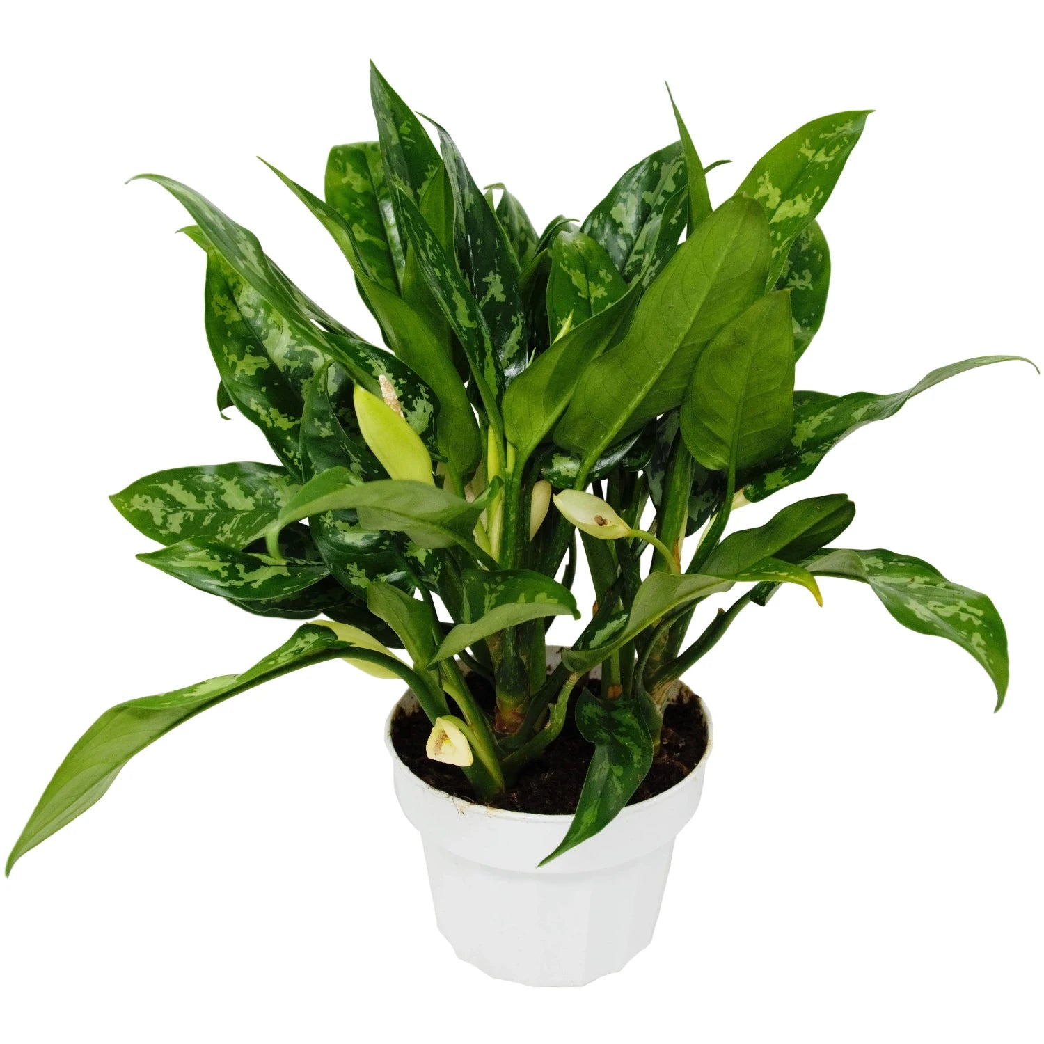 Chinese Evergreen - 6"