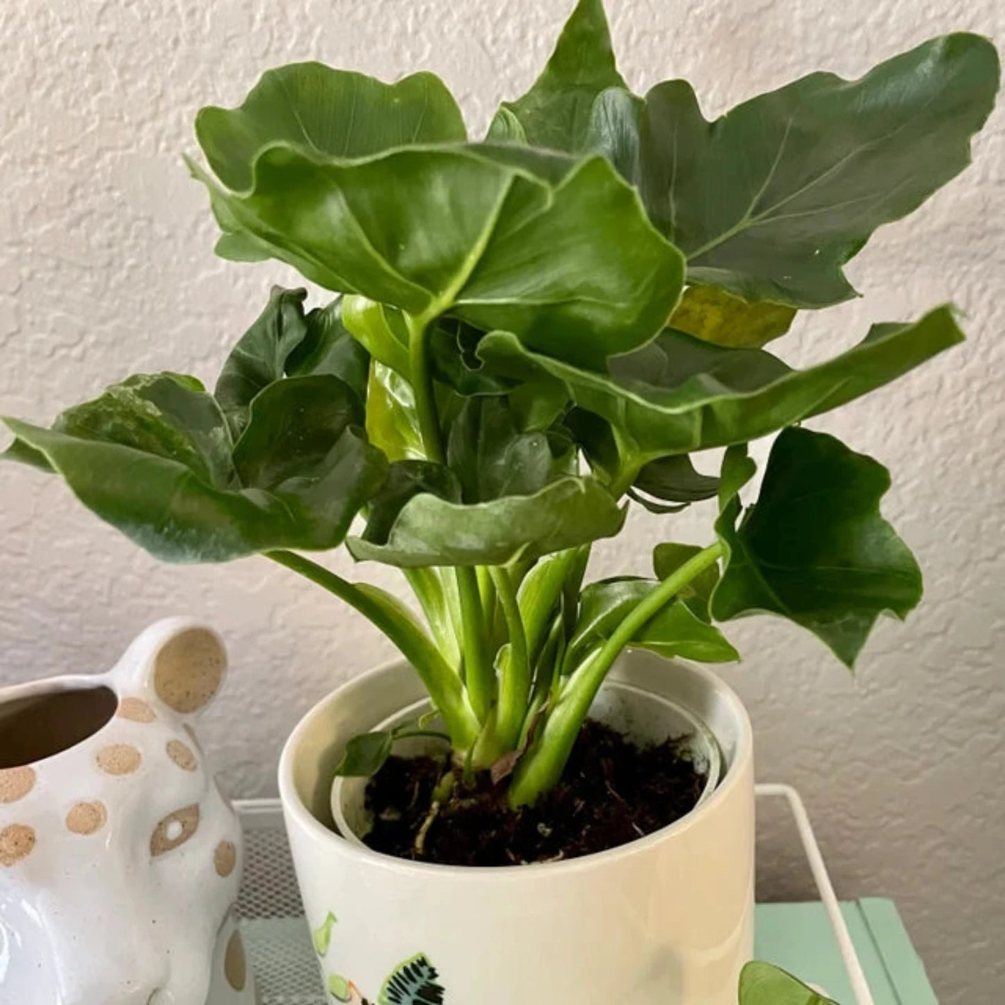 Philodendron Atom - 4''