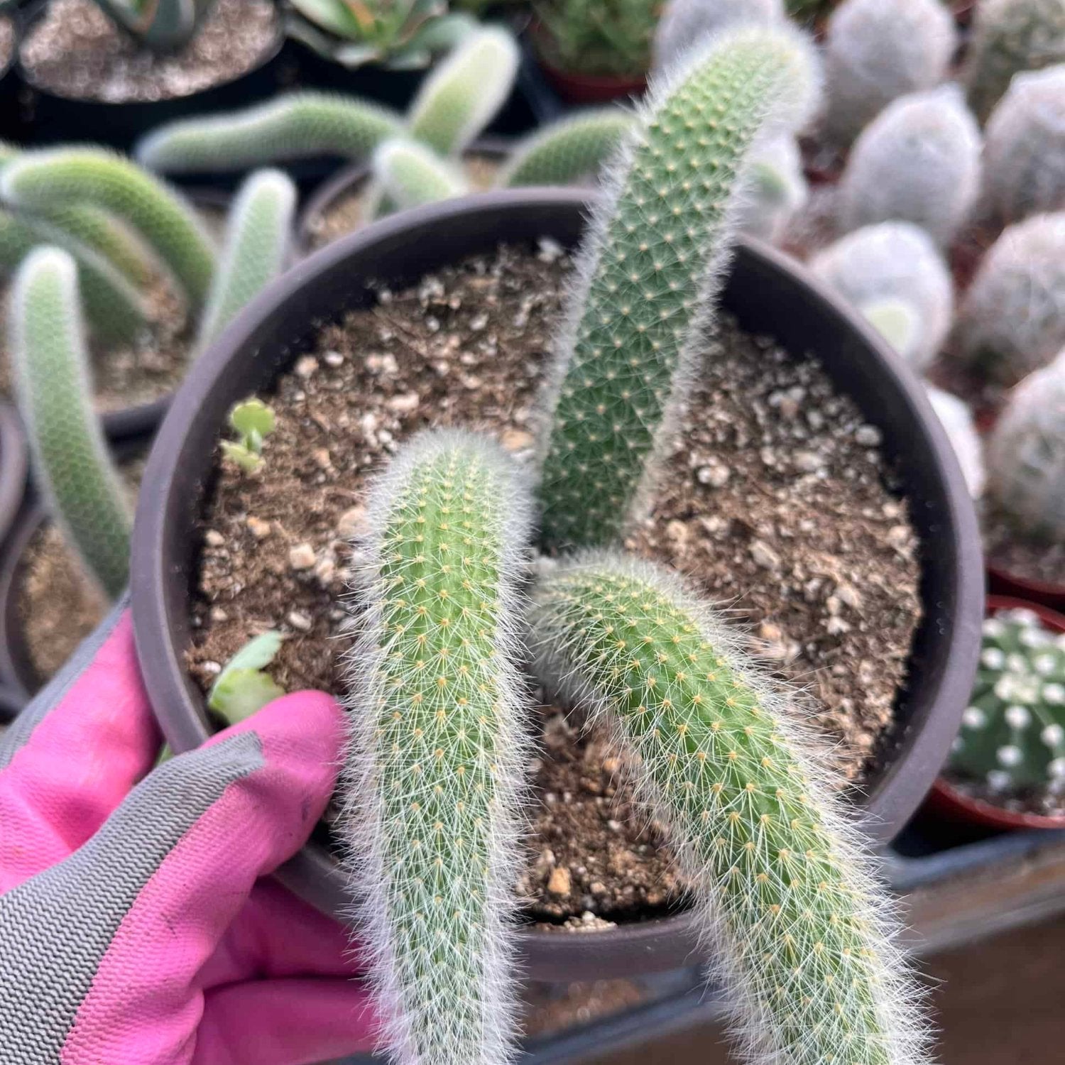 Hildewintera Colademononis Monkey Tail Cactus (two tails) - 4''