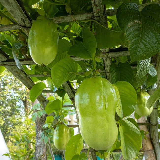 Giant Granadilla Passion Flower - Edible Passion Fruit - 2 Plants