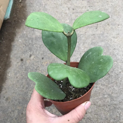 Hoya Kerrii Non-Variegated - 6"