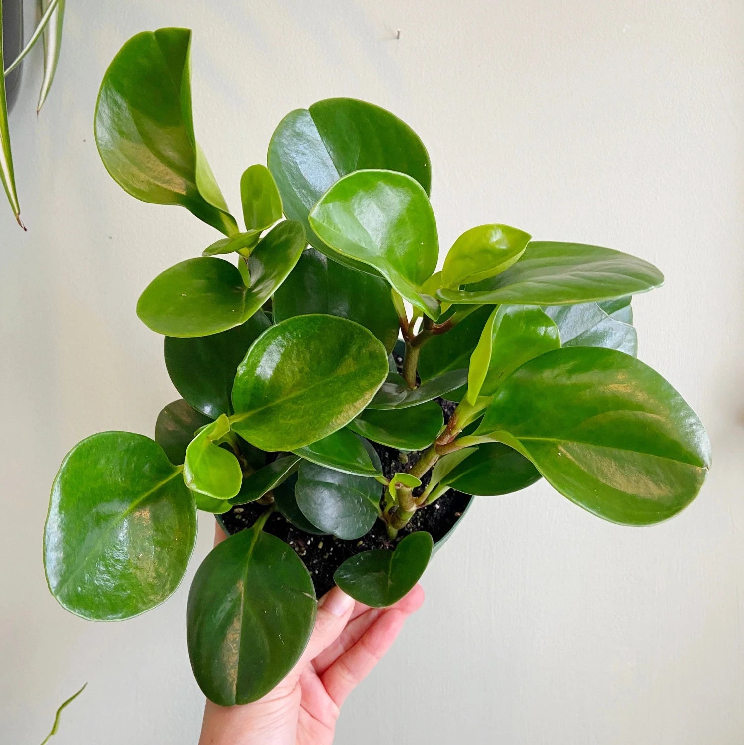 Peperomia Obtusifolia - 4''