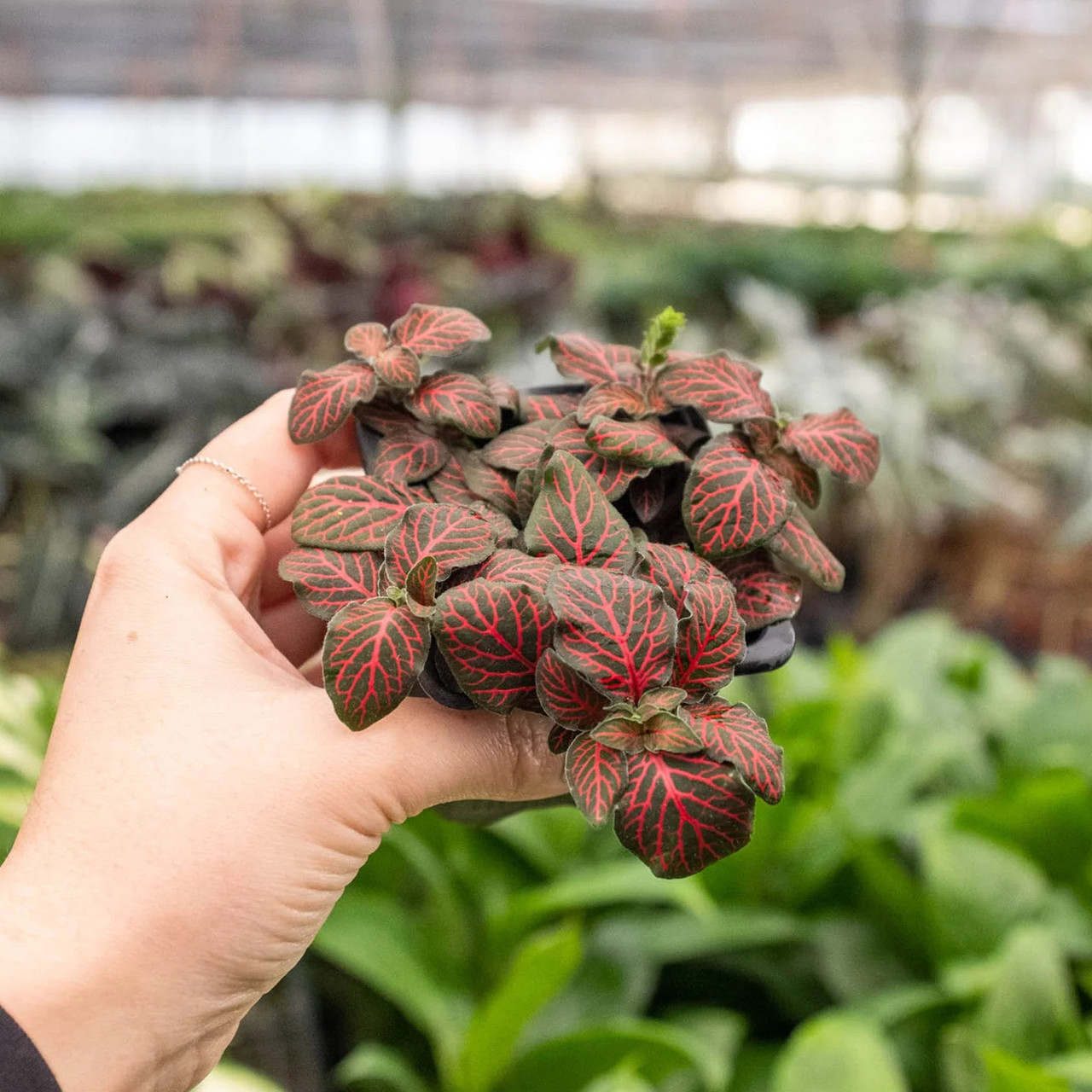 Red Fittonia - 4"