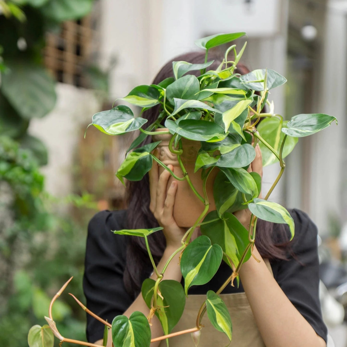 Philodendron Brazil - 6"