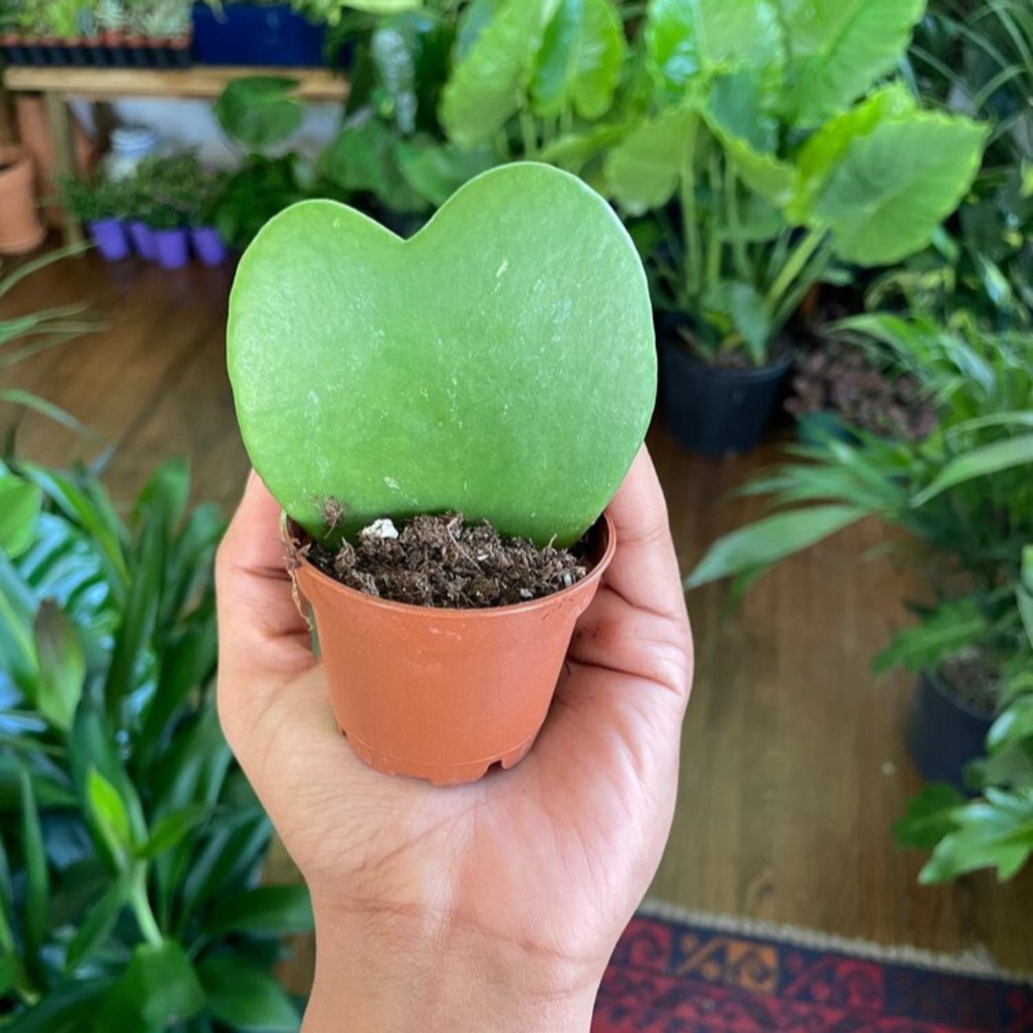 Hoya Kerrii Non-Variegated (Single Leaf) - 4"