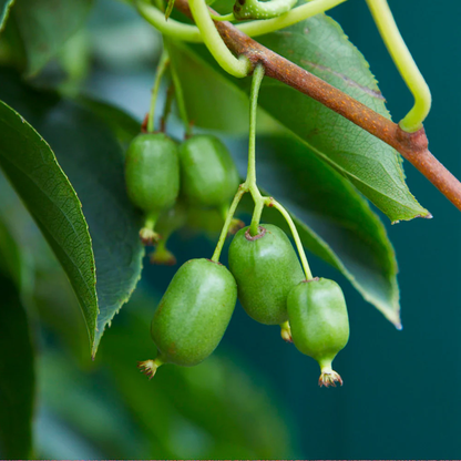 6 Kiwi vines. 3 Assai 3 Prolific . Self pollinating!