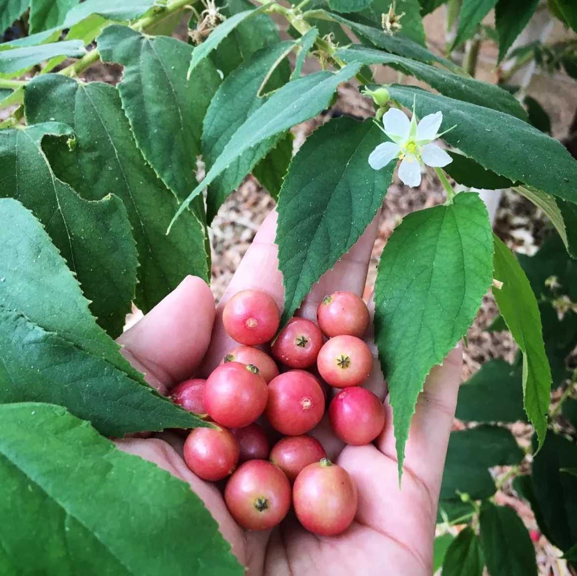 Jamaican Cherry Strawberry 2 Trees - Muntingia - Edible Cherry