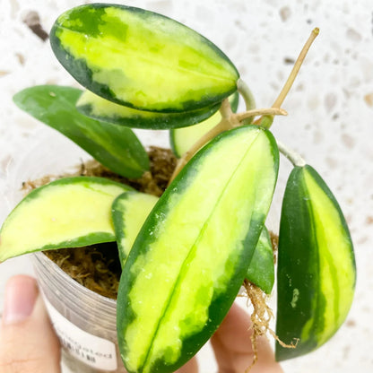 Hoya Acuta Variegata - Rare Variety - 2.5''