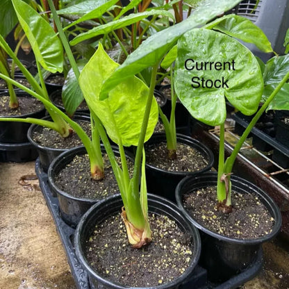 Alocasia - Calidora - 24" tall