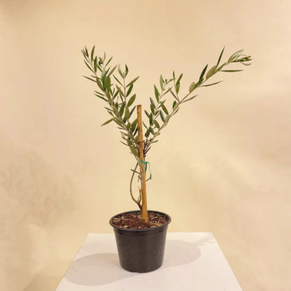 Olive Tree - 'Mission' - Olea Europaea - live plant