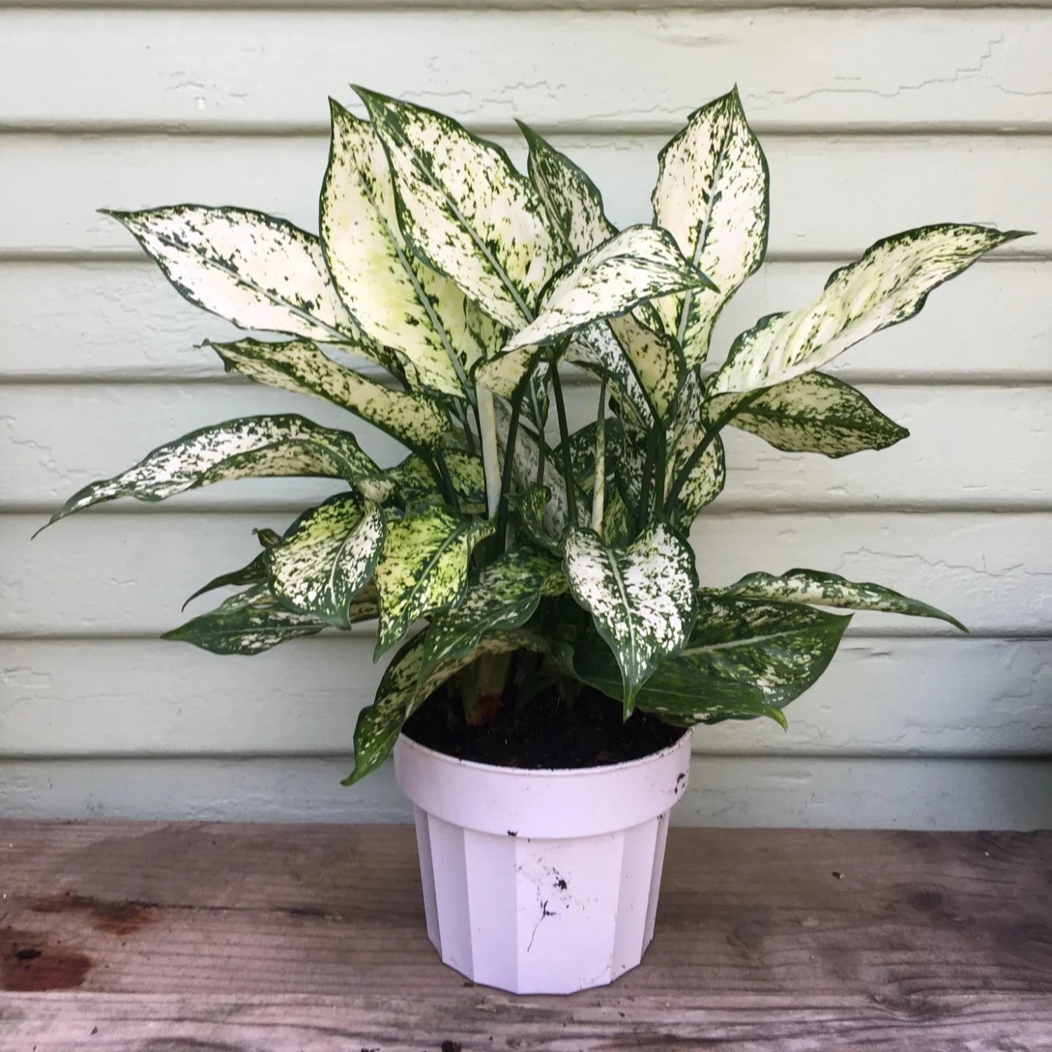 First Diamond Aglaonema - 4"