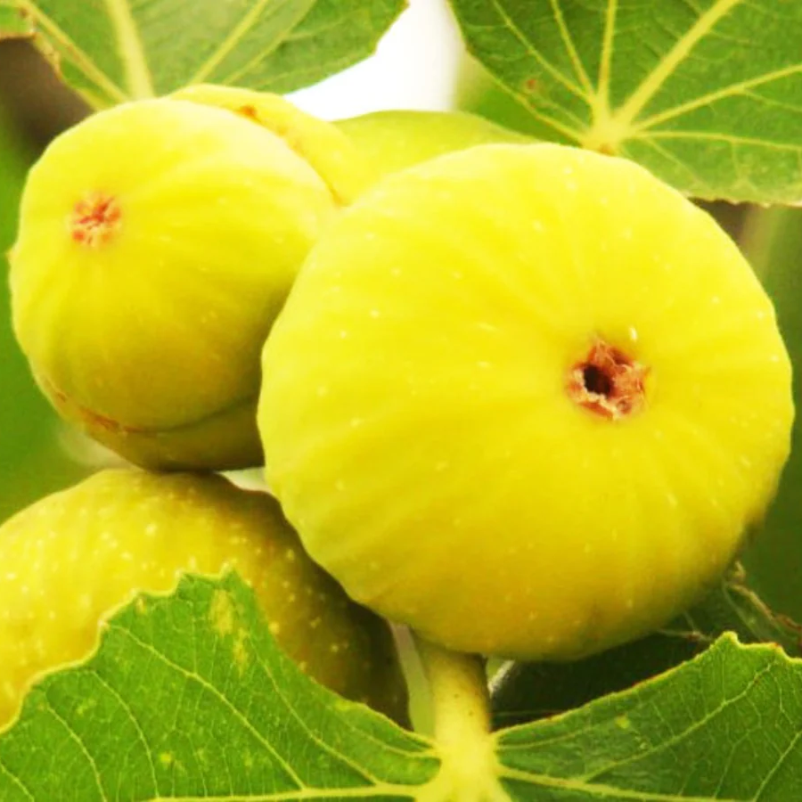 Fig Tree “Yellow Long Neck" 2 Plants Spring Special!