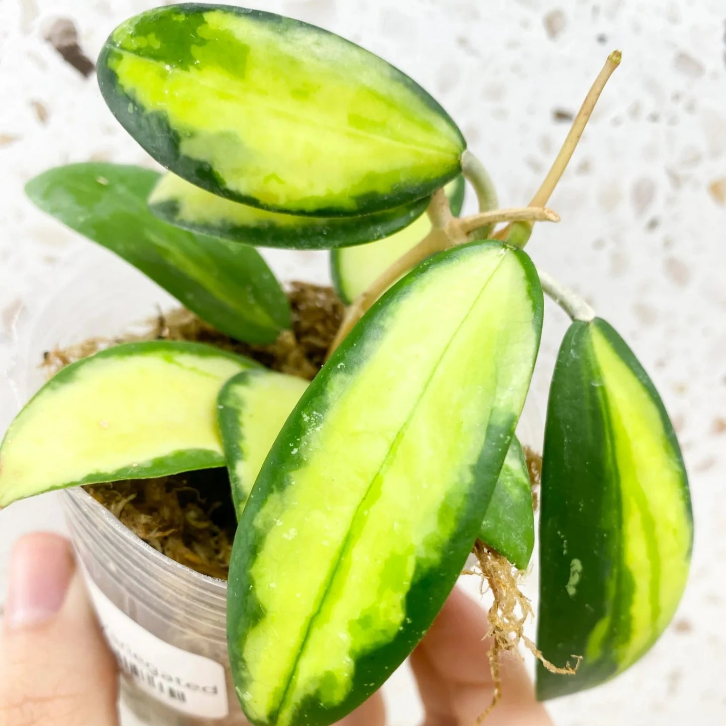 Hoya Acuta Variegata - 4''