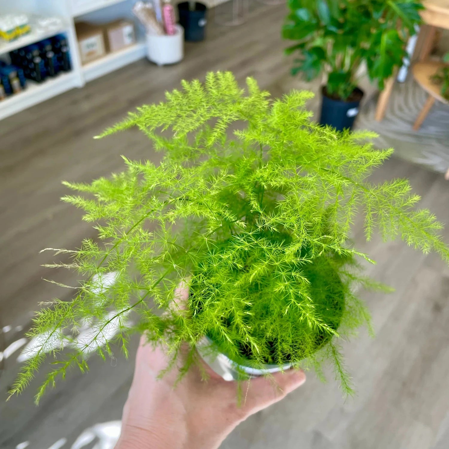 Plumosa Fern - 4''