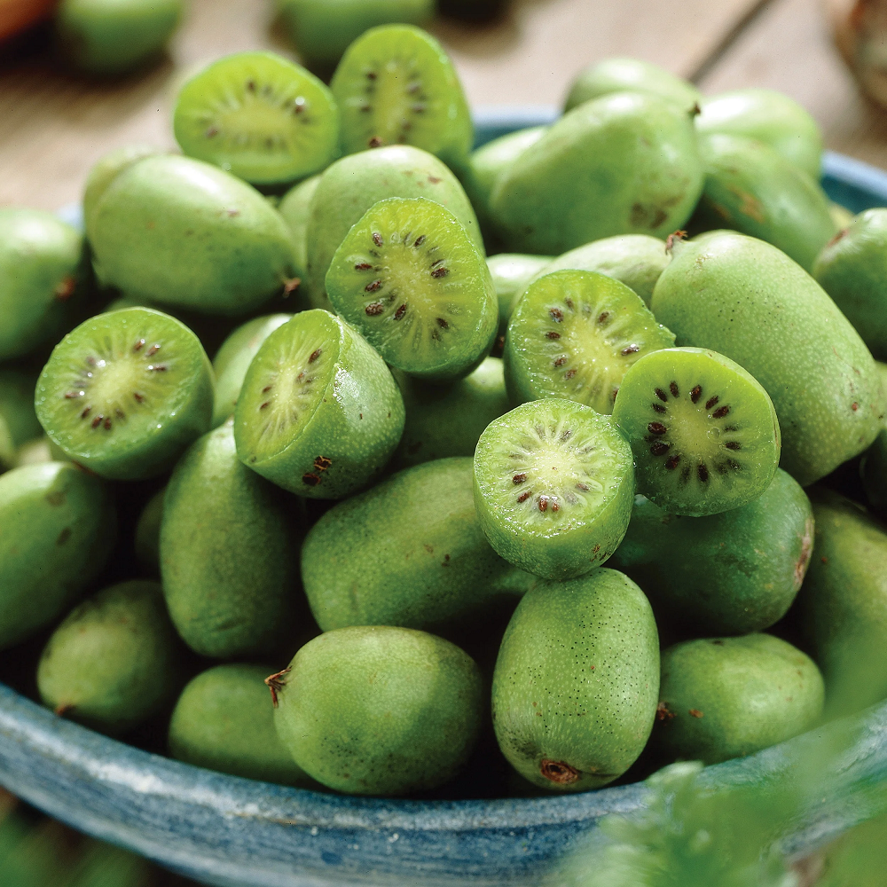 1 Kiwi Prolific Vine - Self Pollinating