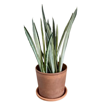 Sansevieria Bantel's Sensation - 4"