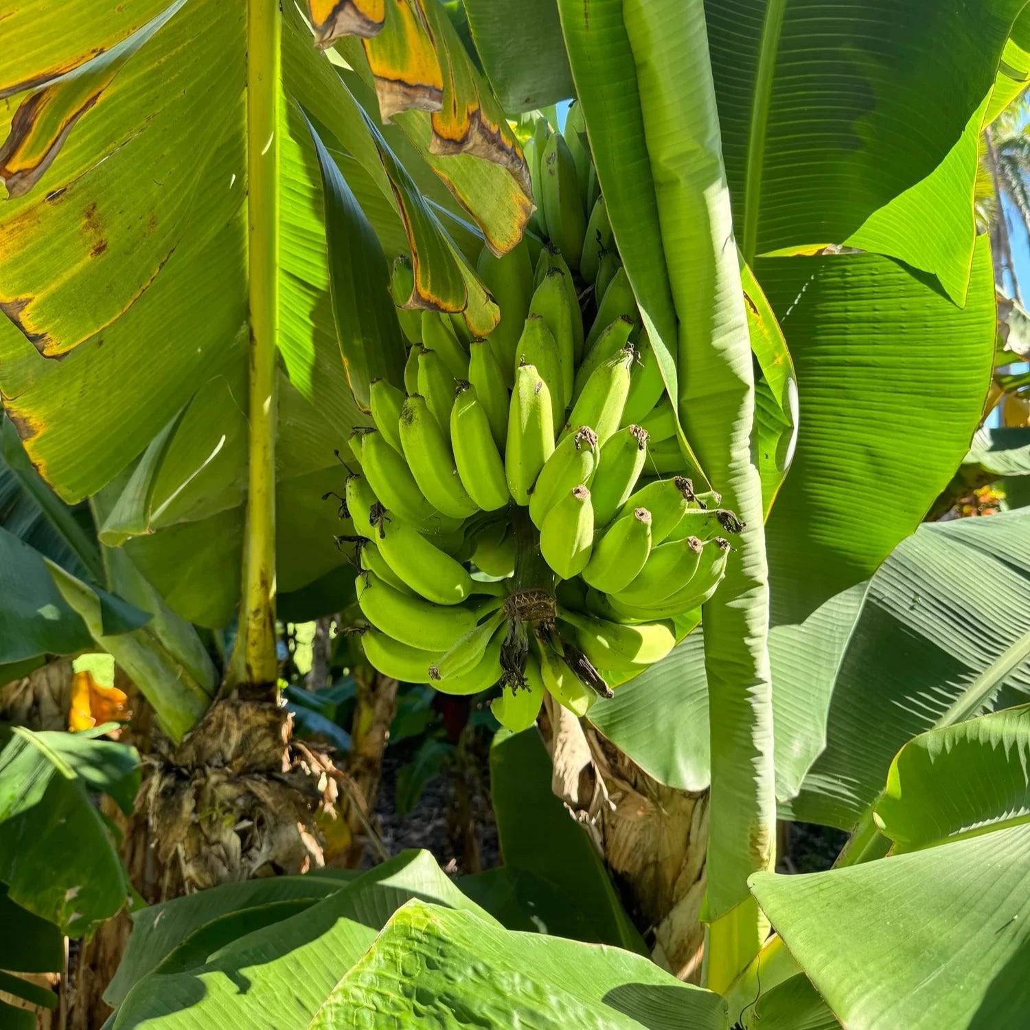 Musa - Basjoo Banana - Banana Tree - 2-3 Ft. Tall