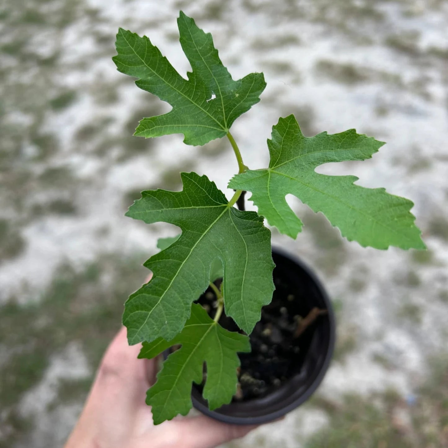 Fig Tree - 'Black Mission' - Fruiting Fig Tree - Ficus Carica