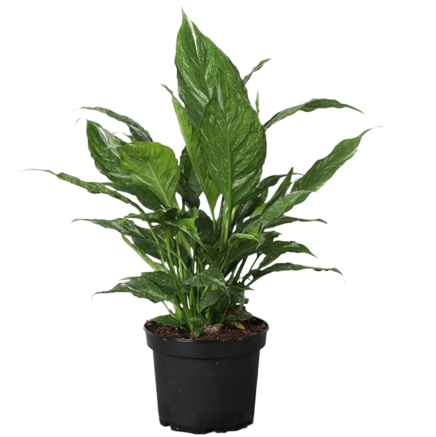 Spathiphyllum Domino - Variegated Peace Lily - 4''