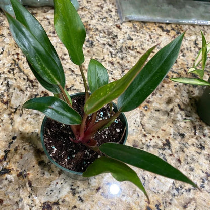 Philodendron Super Dwarf Red - 4''