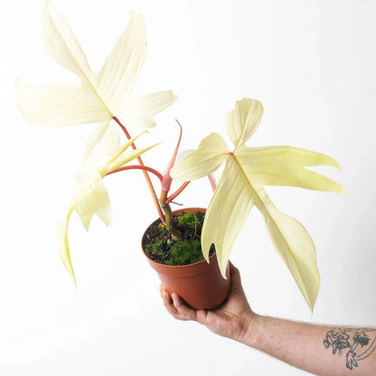 Philodendron Florida Ghost- 6"