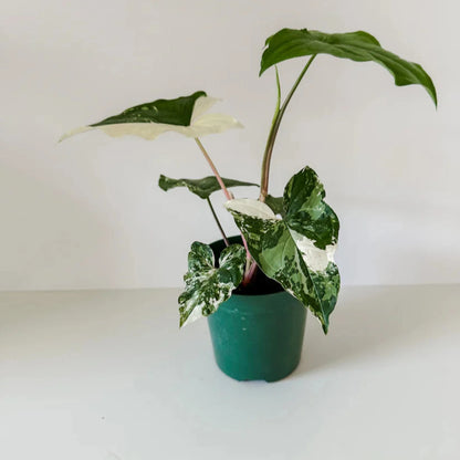 Syngonium Podophyllum Albo-Variegatum-6''