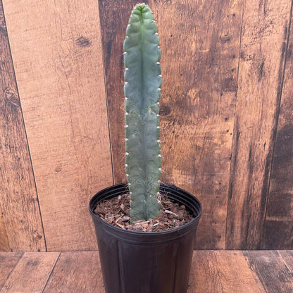 Peruvian Cactus - 10"