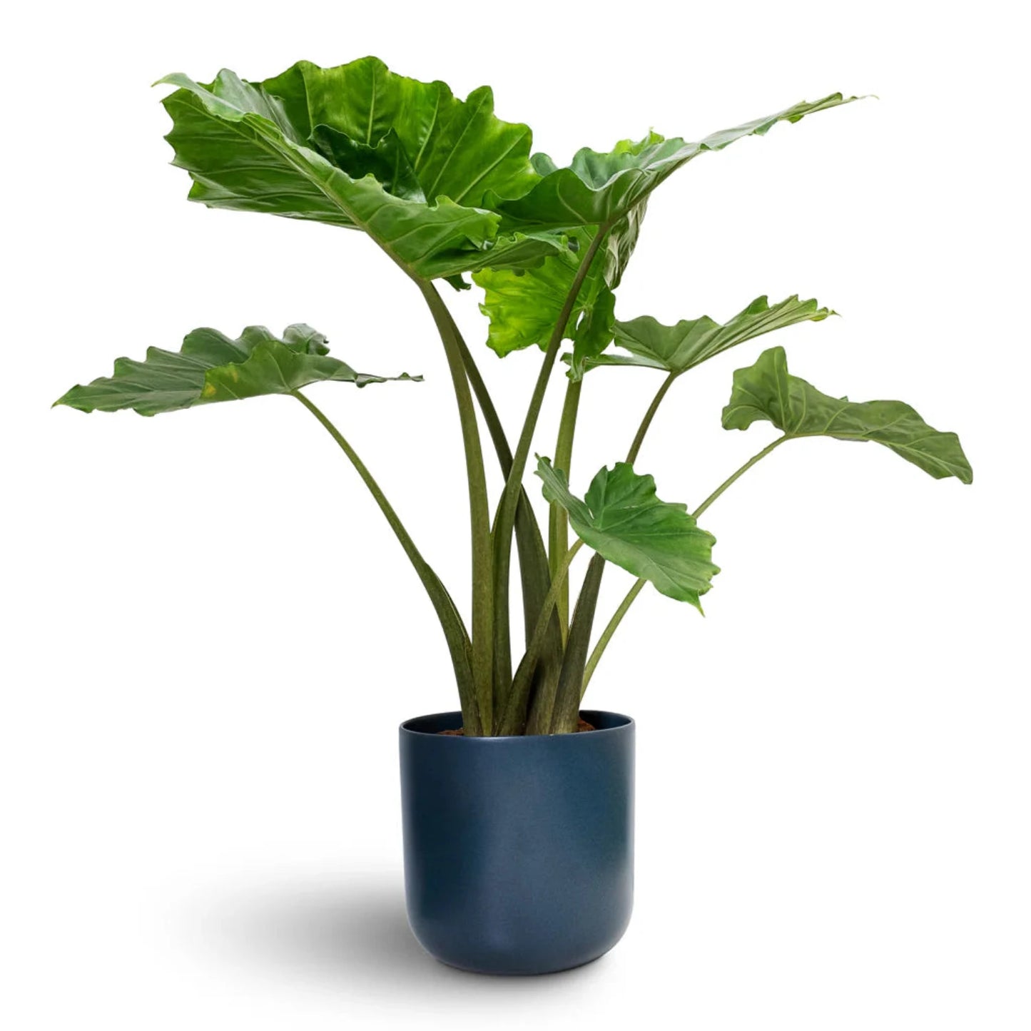 Alocasia - 'Portora' - Elephant Ear Indoor/Outdoor Tropical Plant - Cold Hardy