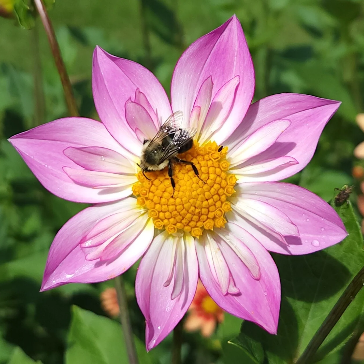 Alpen Diamond Dahlia Perennial Flower Seeds