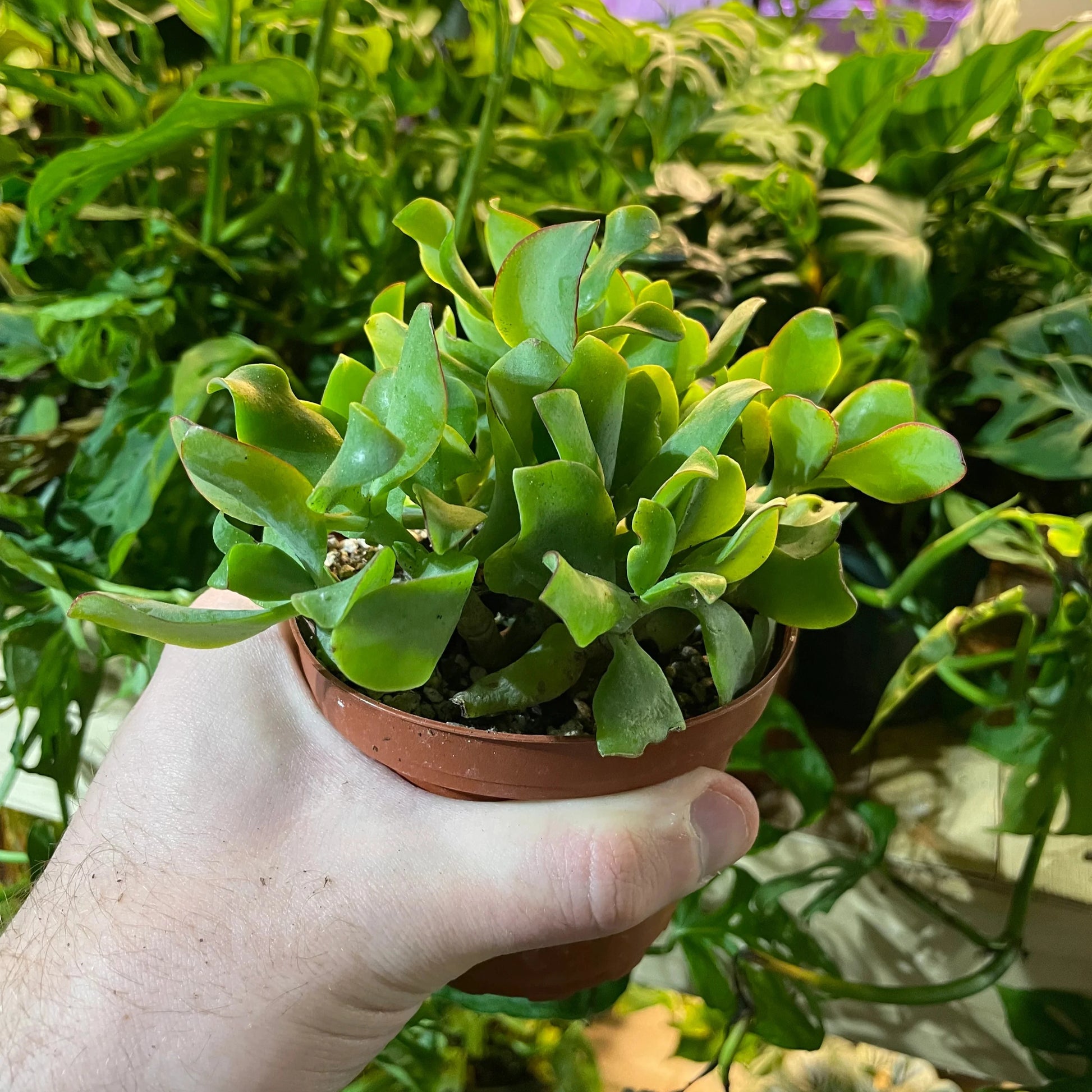 Curly Jade Succulent - 3''