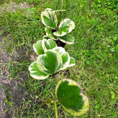 Hoya Kerrii Variegated (tall stem) - 4"