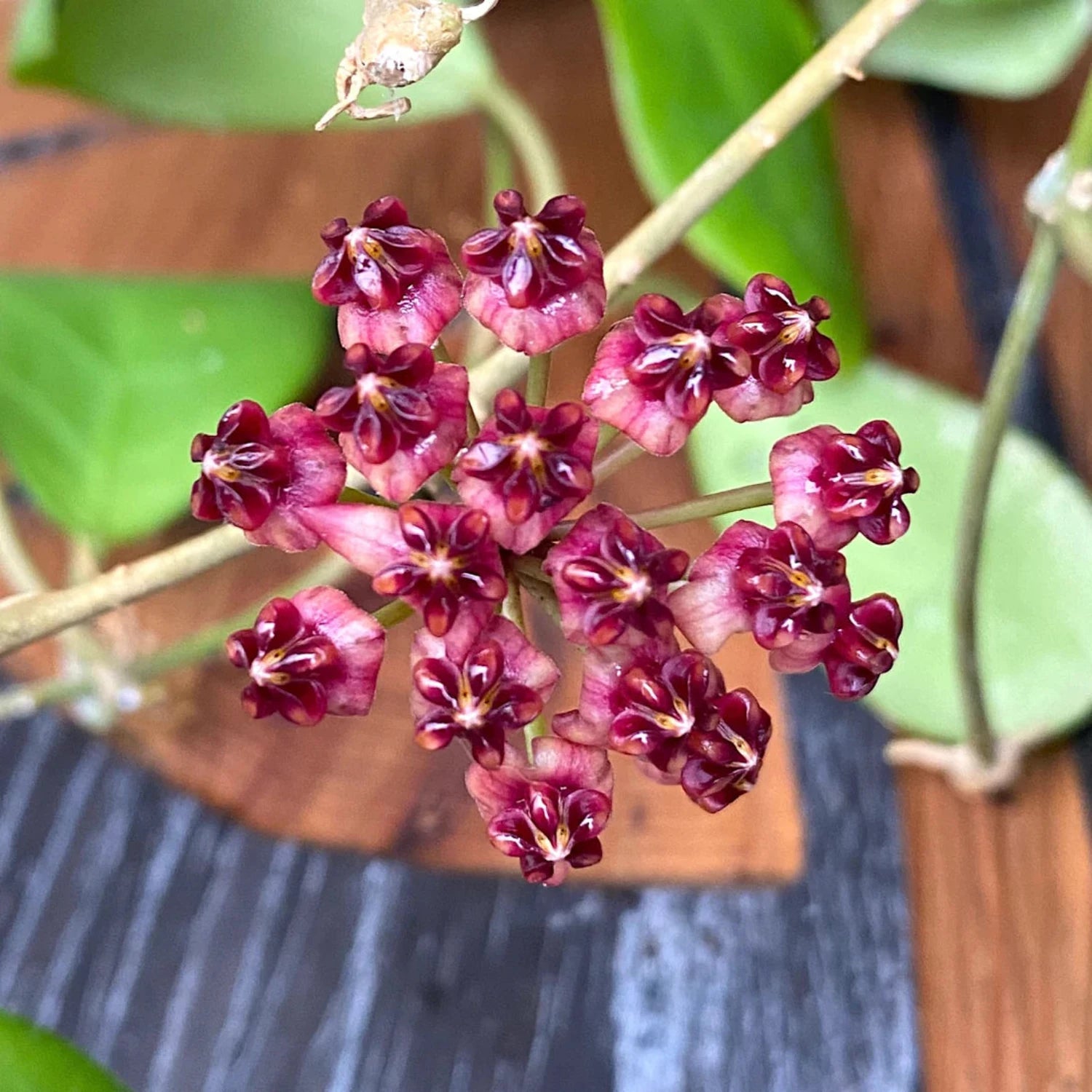 Rare Hoya Lucardenasiana 4"