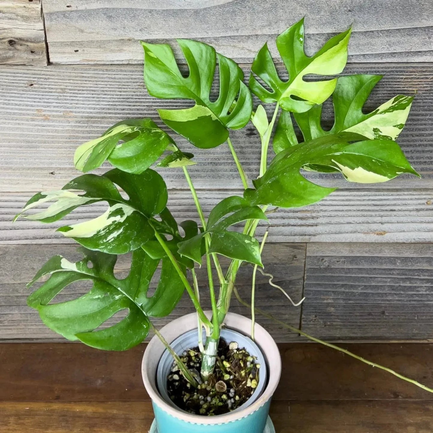 Rhaphidophora Tetrasperma (The Rare Mini Monstera) - 6''